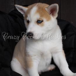 Siberian Husky Puppies from Crazy Cookies Huskies