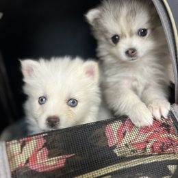 Pomsky Puppies from Peekaboo Pomskies