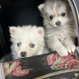 Pomsky Puppies from Peekaboo Pomskies
