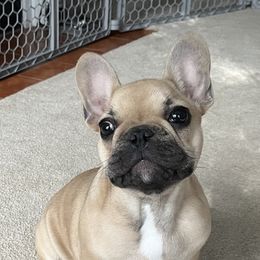 French Bulldog Puppies from FOSTERS FRENCHIES