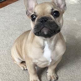 French Bulldog Puppies from FOSTERS FRENCHIES