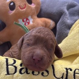 Robert Redford- green collar - Red  male Goldendoodle puppy in Chino Valley, Arizona from Bass Creek Doodles