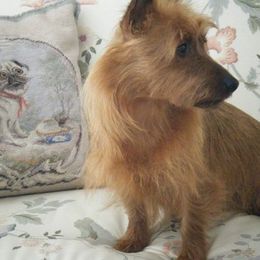 Australian Terriers from Braedeen