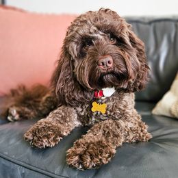 Dolly - Cockapoo