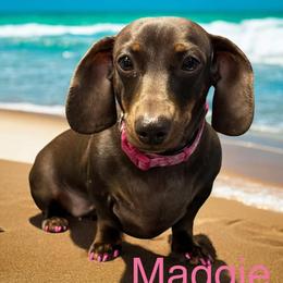 Maggie - Dachshund