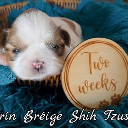 AKC Red & White Parti Male #2 - Red and white male Shih Tzu puppy in Las Vegas, Nevada from Beirin Breige Shih Tzus
