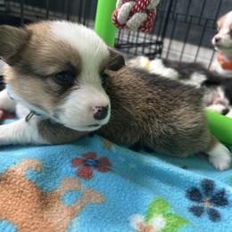 Buzz Aldrin - Red and white male American Corgi puppy in Cocoa, Florida from Cascadian Space Coast Corgis LLC