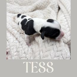 Tess - Tri-color female Cavapoo puppy in Awendaw, South Carolina from LierChonPoo