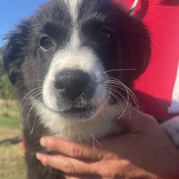 Lil Oreo - Black & white male Miniature Australian Shepherd puppy in Oroville, California from Puppy Love Ranch Mini Aussies
