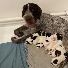 German Wirehaired Pointer Puppies from Anvil Wires
