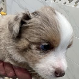 Louis (Louie) - Red merle male Miniature Australian Shepherd puppy in Taylor, Arizona from Holy Ghost Ranch, Inc