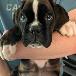 Boxer Puppies from Bellbox German Boxers
