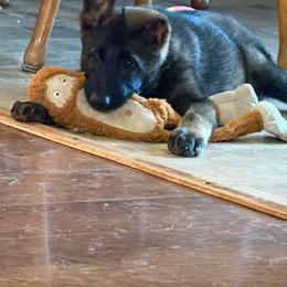 Sophia - Sable female German Shepherd puppy in Effingham County, Illinois from Delaney Working Dogs