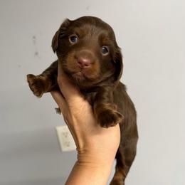 Mocha - Chocolate female Dachshund puppy in Fredericksburg, Indiana from Blue River Mini Dachshunds
