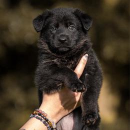 Sunshine - Bi-color female German Shepherd puppy in Salem, Ohio from von den Kilöff Working German Shepherds