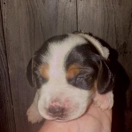 Eowyn - Black and tan female Beagle puppy in Viper, Kentucky from Mountain Top