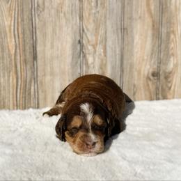 Tim (choc sable) - Sable male Bernedoodle puppy in Wamego, Kansas from Doodles of Oz