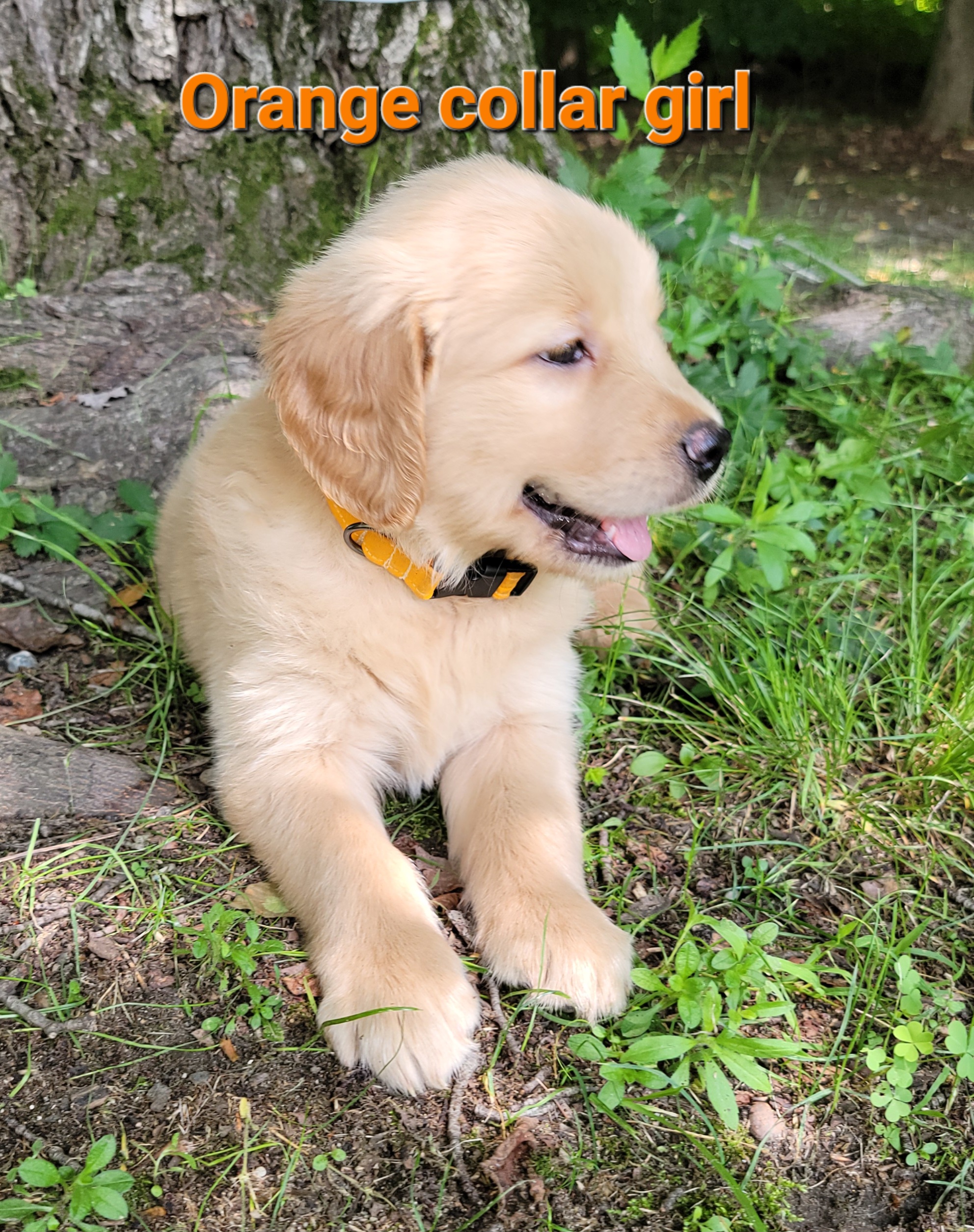 Golden Retriever Puppies from JK Goldens