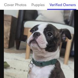Boston Terrier Puppies from Boston Kup Breeders