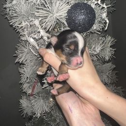 Boy 4 - Black and tan male Yorkshire Terrier puppy in Grant Town, West Virginia from Lauren's Yorkshire Terriers