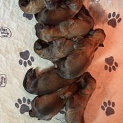 Male 3 - Tawny male Briard puppy in Spring Grove, Pennsylvania from Briards De Bejaune