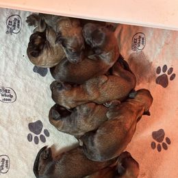 Male 3 - Tawny male Briard puppy in Spring Grove, Pennsylvania from Briards De Bejaune