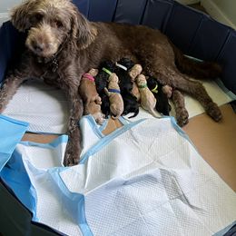 Labradoodle Puppies from Legendary Doodles NC, LLC