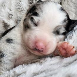 Australian Shepherd Puppies from Tatum's Aussie Possie
