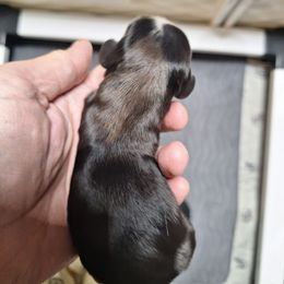 Blk n white - Dapple female Dachshund puppy in Gordon, Georgia from Long Dogs Yellow Farm