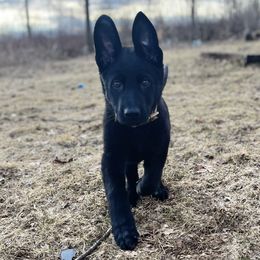 Fawkes - German Shepherd