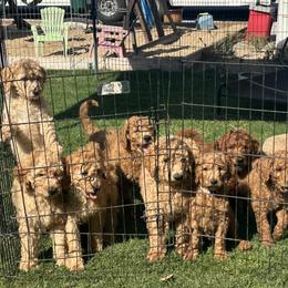Goldendoodles from Silveira’s Golden Doodles