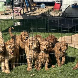Goldendoodles from Silveira’s Golden Doodles