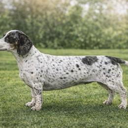 Mona - Dachshund