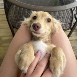 Marlee - Dachshund