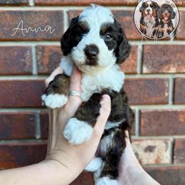 Anna - Brown and white female Bernedoodle puppy in Owasso, Oklahoma from Kallams Bernedoodles & Bernese Mountain Dogs