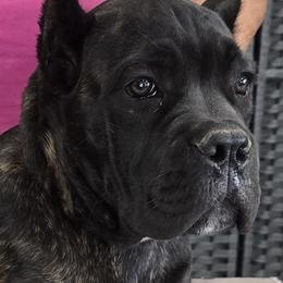 Orange Collar Girl - AKC and ICCF - Lawman x Ice litter - Black brindle female Cane Corso puppy in Gorman, Texas from McOmber Country Kennels