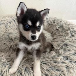 Boy 2 - Black and white male Alaskan Klee Kai puppy in Beverly Hills, Florida from Lucky Charm Klee Kai