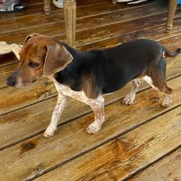 Sam - Beagle