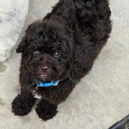 Ben - Chocolate male Goldendoodle puppy in Arcadia, Florida from KnuDawn Goldendoodles