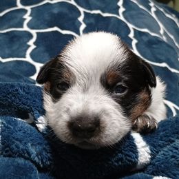 Australian Cattle Dog Puppies from Kurczak Farm LLC