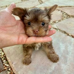 Poppy - Liver female Yorkshire Terrier puppy in Yuma, Arizona from Yuma Yorkie