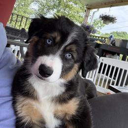 Miniature Australian Shepherd All Grown Up from Jayna Crisp