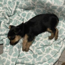 Yorkshire Terrier Puppies from K’s Yorkies