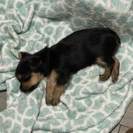 Yorkshire Terrier Puppies from K’s Yorkies