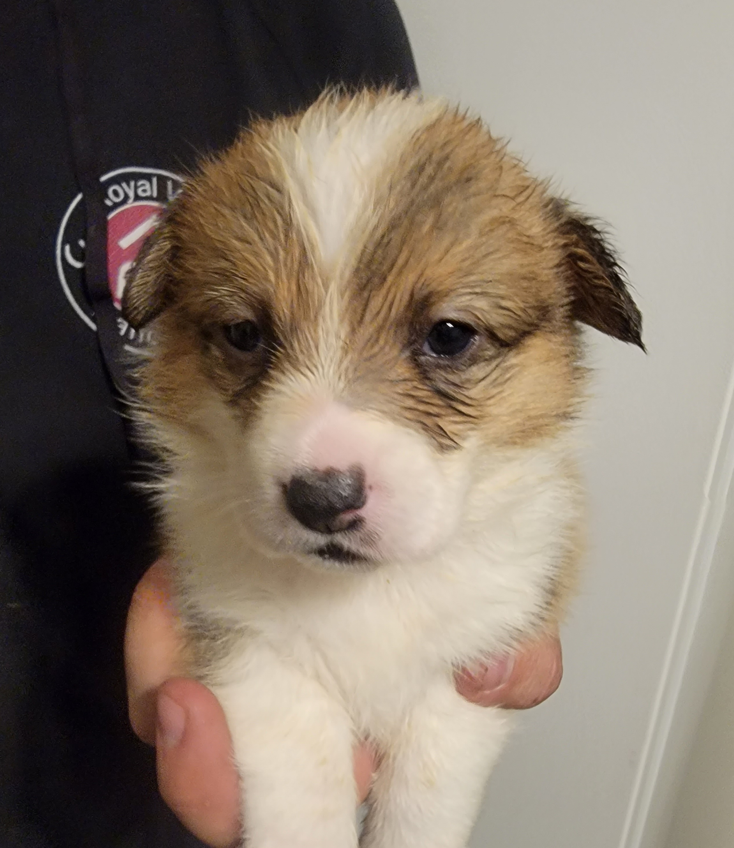 Girl lt teal collar - Red Pembroke Welsh Corgi puppy in Lexington, Oklahoma from Butte Bottom Corgis