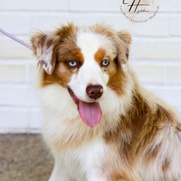 Rose - Miniature Australian Shepherd