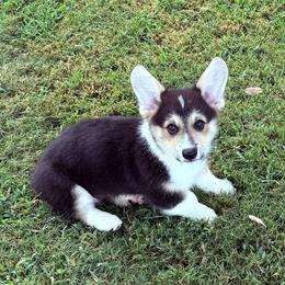 Tri Male Puppy - Black and tan male Pembroke Welsh Corgi puppy in Collinsville, Texas from Kalypso Corgis