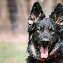 Clover - Shiloh Shepherd