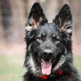 Clover - Shiloh Shepherd