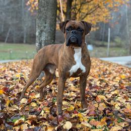Gunner - Boxer
